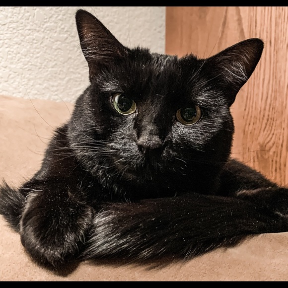 ✨Welcome to Sarita’s Fashion Mewsings✨ - Picture 1 of 8